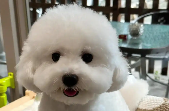 如何判断比熊犬是否纯种：从五大特征精准识别