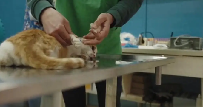 猫鼻支用什么药能痊愈