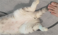 不小心踩到猫咪的尾巴有没有事