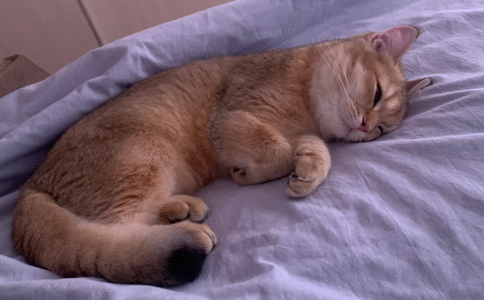 猫咪打喷嚏是怎么回事不流鼻涕