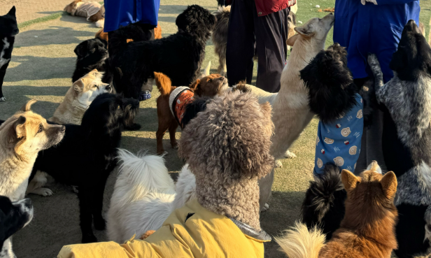 让“毛孩子”不再流浪！阿姨卖掉房子救助万余只动物