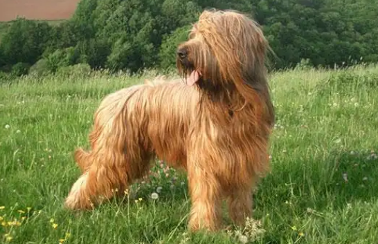 伯瑞犬适合小孩子养吗?本文有答案! 伯瑞犬适合小孩子养吗?本文有答案!