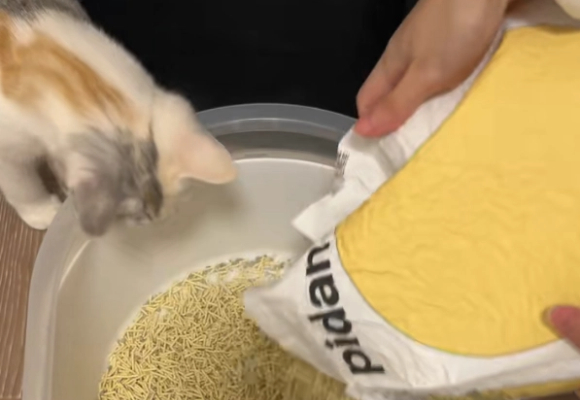 哪个牌子的猫砂除臭效果好?Pidan混合猫砂带来清新革命! 哪个牌子的猫砂除臭效果好?Pidan混合猫砂带来清新革命!