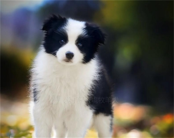 宠物狗耳螨治疗周期多久啊 宠物狗耳螨治疗周期多久啊