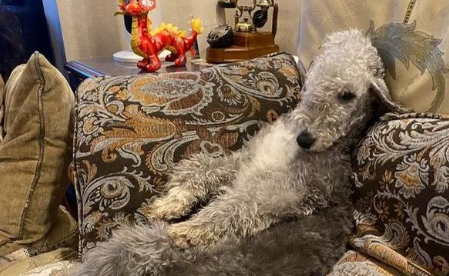 贝灵顿梗犬魅力盘点,有必要了解一下! 贝灵顿梗犬魅力盘点,有必要了解一下!