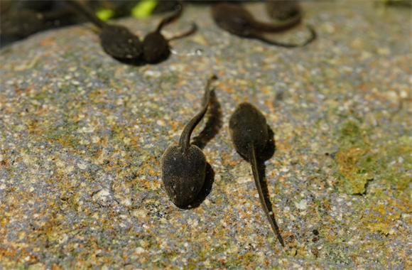 蝌蚪有没有耳朵 蝌蚪有没有耳朵