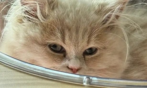 猫得猫传腹死了用消毒吗 猫得猫传腹死了用消毒吗