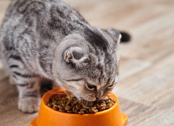 科学养猫——小猫一天喂多少猫粮有讲究! 科学养猫——小猫一天喂多少猫粮有讲究!