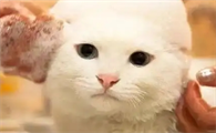 如何让猫不怕水洗澡