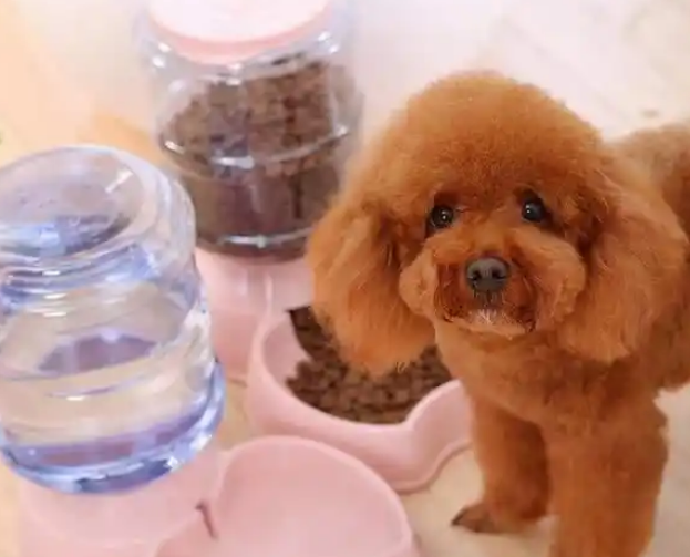 不管泰迪犬多大,突然间喝很多水,是想告诉你这6件事 不管泰迪犬多大,突然间喝很多水,是想告诉你这6件事