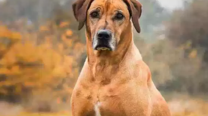 经过科学家们的探索,世界上有哪十大最优秀的护卫犬? 经过科学家们的探索,世界上有哪十大最优秀的护卫犬?