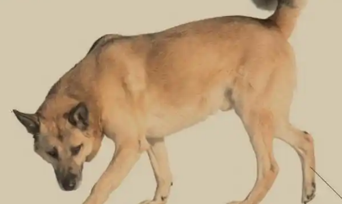 犬瘟怎么得的