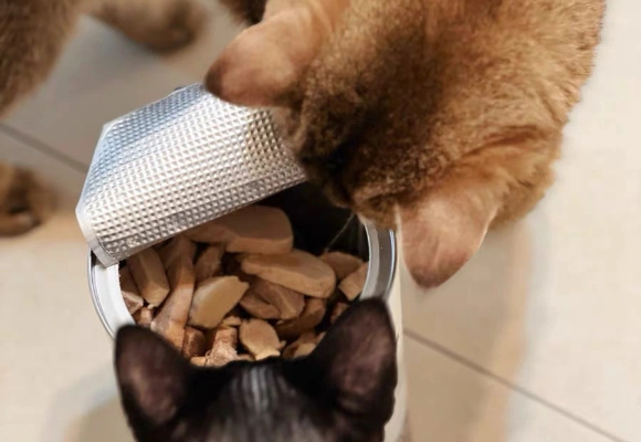 宠物猫的零食有哪些?麦富迪为我家主子打造了一场“喵星盛宴” 宠物猫的零食有哪些?麦富迪为我家主子打造了一场“喵星盛宴”