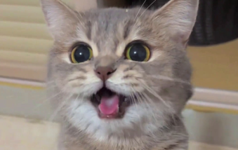 猫咪喉咙一直震动很大怎么回事 猫咪喉咙一直震动很大怎么回事