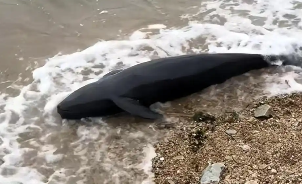 2米长海豚疑搁浅大连海滩死亡 2米长海豚疑搁浅大连海滩死亡