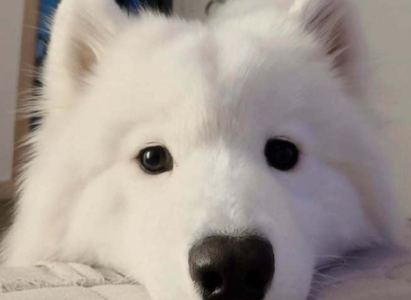 为什么狗狗兴奋时转圈跑来跑去