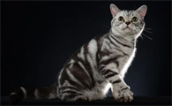猫换牙时会出现牙龈红肿的情况吗