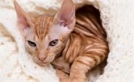 猫骨折后能进行针灸治疗吗
