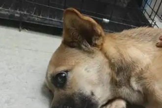 狗狗狗瘟是什么症状 狗狗狗瘟是什么症状