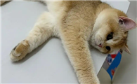 猫咪脱水了怎么办