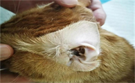 猫咪肝炎的症状有哪些