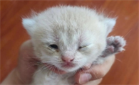 刚出生的小猫几天过危险期