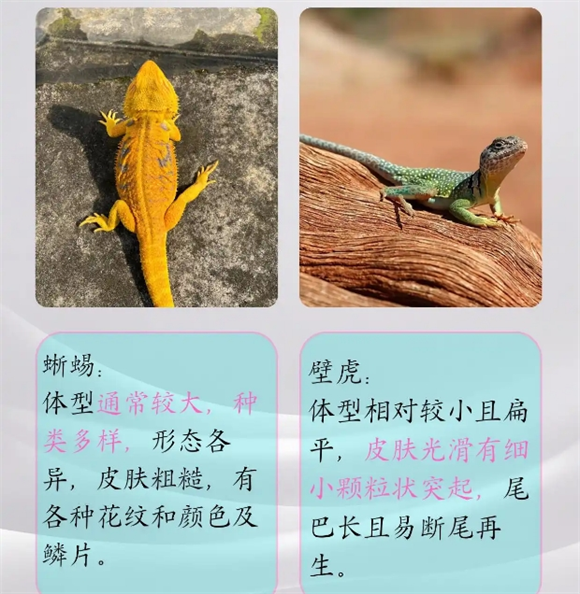 蜥蜴和壁虎的区别,让我们来一探究竟!! 蜥蜴和壁虎的区别,让我们来一探究竟!!