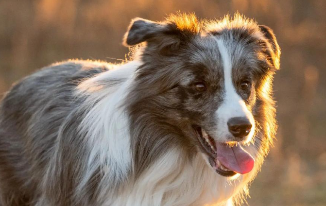 小萌宠里的大生意，宠物经济发展迅速！