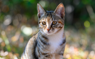 猫咪有鼻屎正常吗鼻子不湿 猫咪有鼻屎正常吗鼻子不湿