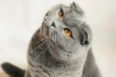猫身上有皮屑像头皮屑是猫藓吗