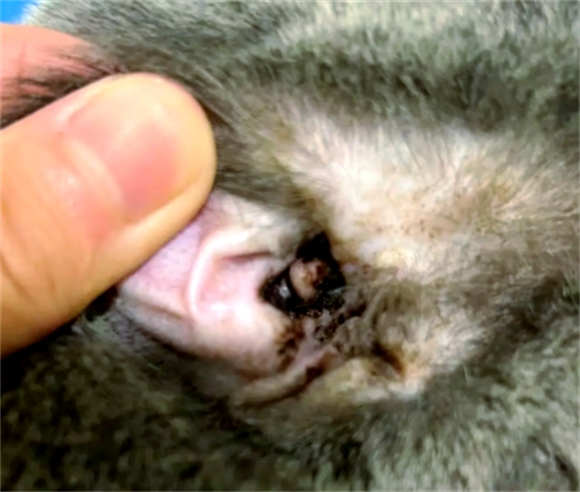 2个月小猫耳朵里面很脏正常吗 2个月小猫耳朵里面很脏正常吗