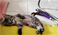 猫咪拉稀脱水身体瘫了怎么治疗