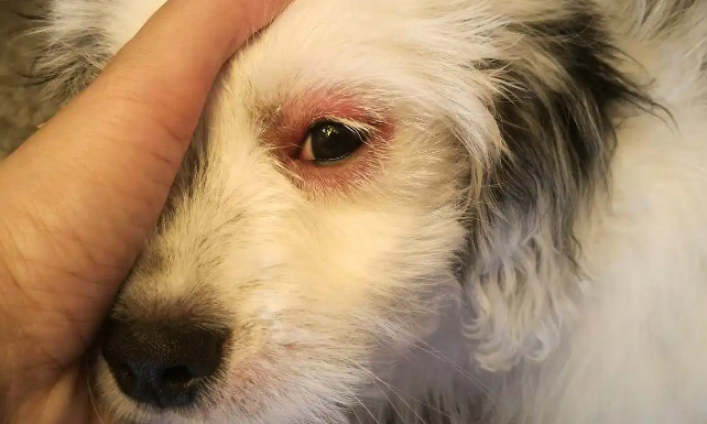 犬病毒感冒会传染给别的狗吗