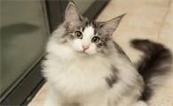 猫瘟检测阳性但无症状需要治疗吗