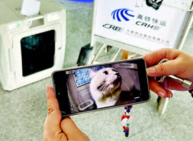 宠物猫狗可以坐高铁了！大连到北京宠物走一趟“车票”360元