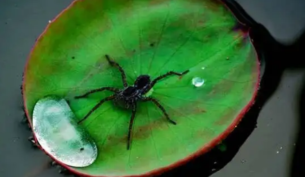 水蜘蛛的神秘生活与卓越生存能力 水蜘蛛的神秘生活与卓越生存能力