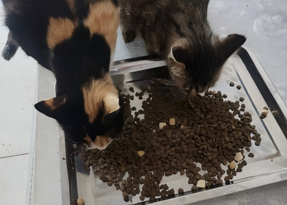 适合喂流浪猫吃的便宜猫粮有哪些?喵梵思流浪猫专用粮守护那份爱心 适合喂流浪猫吃的便宜猫粮有哪些?喵梵思流浪猫专用粮守护那份爱心