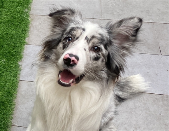 宠物狗早产怎么办处理啊 宠物狗早产怎么办处理啊