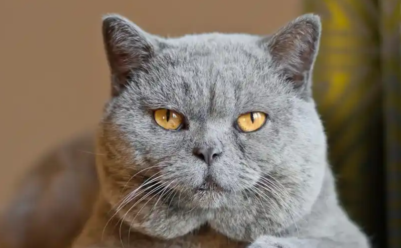 猫为什么不能吃蛋白 猫为什么不能吃蛋白