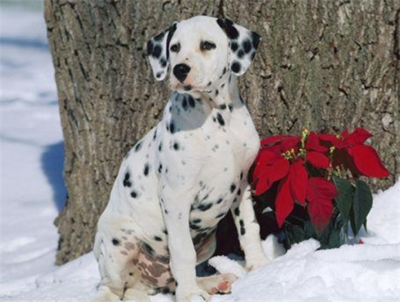 宠物狗系列之大麦町犬 宠物狗系列之大麦町犬