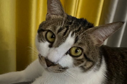 如何预防猫传腹传染给家人