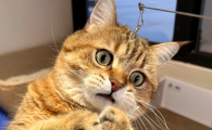 猫咪的公母怎么分