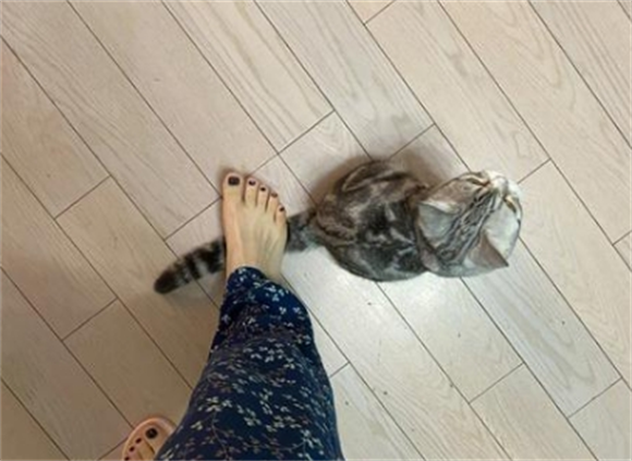 不小心踩到猫咪尾巴会导致猫咪脚瘸吗