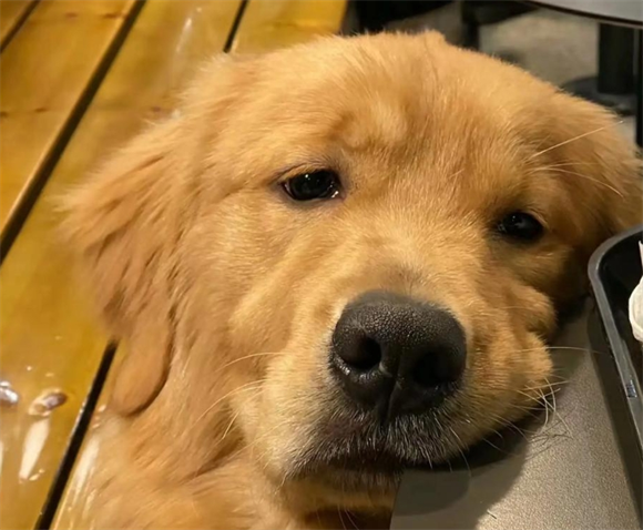 和犬瘟的人接触会传染给自己的狗吗