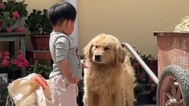 金毛吃了小孩递的饼干,又被要回去,狗子的表情很无语 金毛吃了小孩递的饼干,又被要回去,狗子的表情很无语