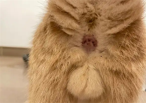猫咪大便后肛门不干净也没拉稀