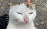 猫的眼睛颜色不一样要紧吗