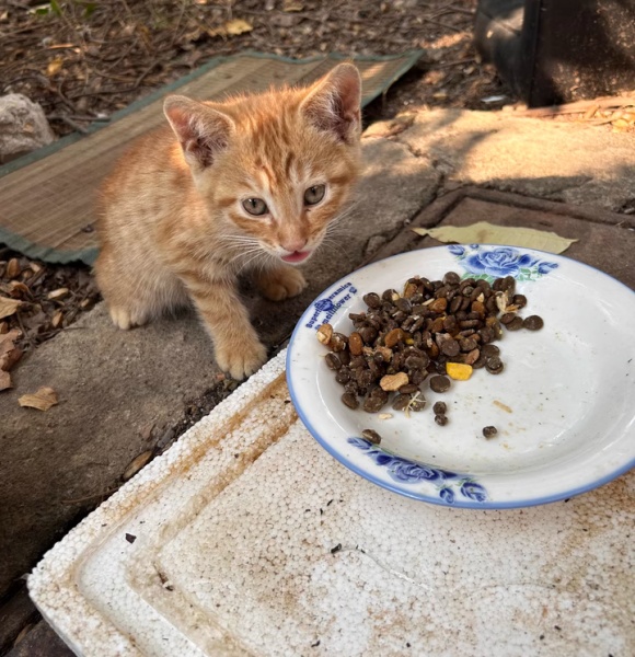 猫咪冻干零食哪个牌子好?网易严选五拼冻干定格高光“食”刻 猫咪冻干零食哪个牌子好?网易严选五拼冻干定格高光“食”刻