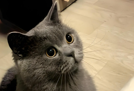 蓝猫可以喝纯牛奶吗 蓝猫可以喝纯牛奶吗