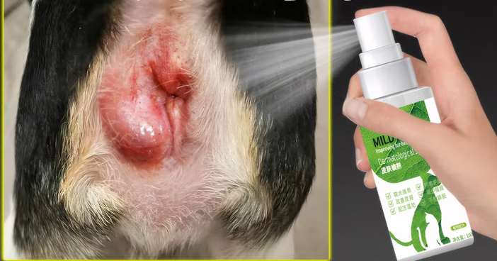 依利多丽猫犬皮肤病喷剂多久见效 依利多丽猫犬皮肤病喷剂多久见效